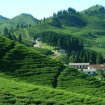Global Tea Nepal