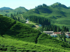 Nepali Tea All Set to Go Global!