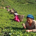 Nepali Tea Gains Global Recognition, International Trademark