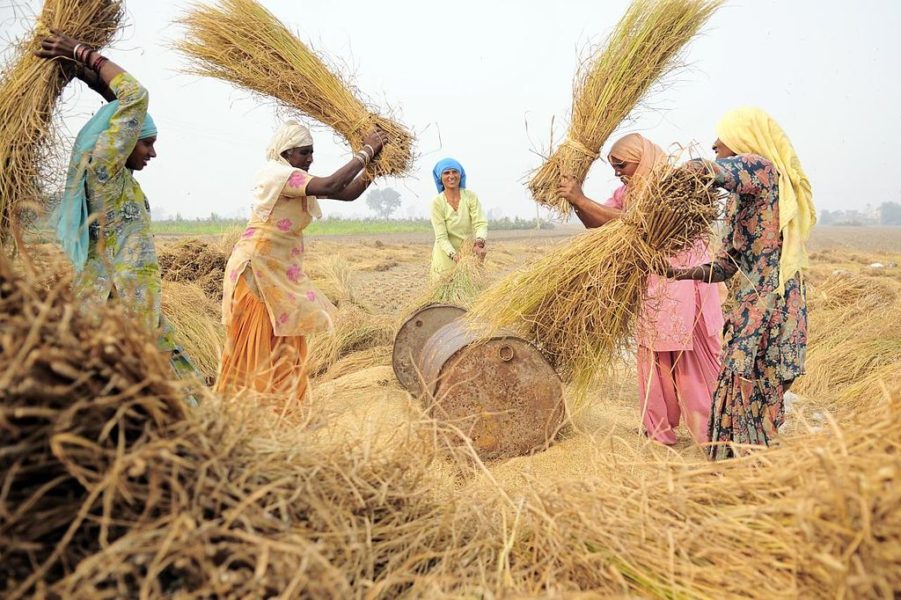 UNDP Program to Benefit 14,000 Nepali Farmers