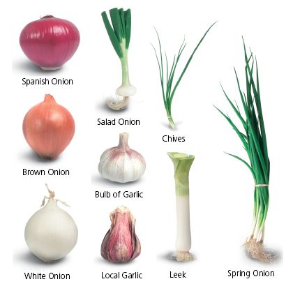 Garlic, Onions, Spring Onions and Leeks