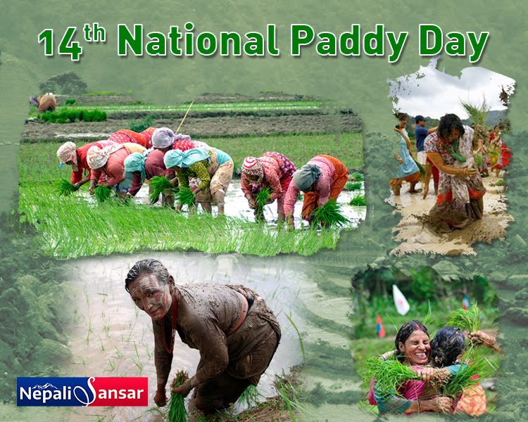Nepal Welcomes ‘National Paddy Day 2018’