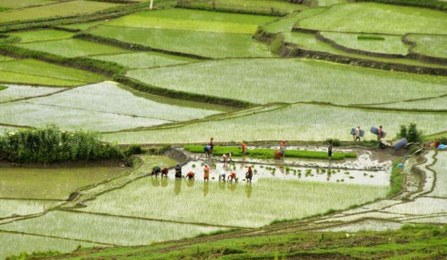 Nepal paddy cultivation