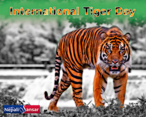 World Tiger Day 2018: Nepal Continues Tiger Conservation Measures