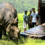 SavingTheEndangered_Nepal Gifts Rhinos to Different Nations