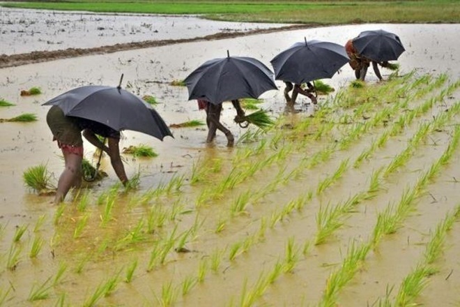 Monsoon Agricultural Sector 