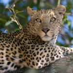 Rising Leopard Killings
