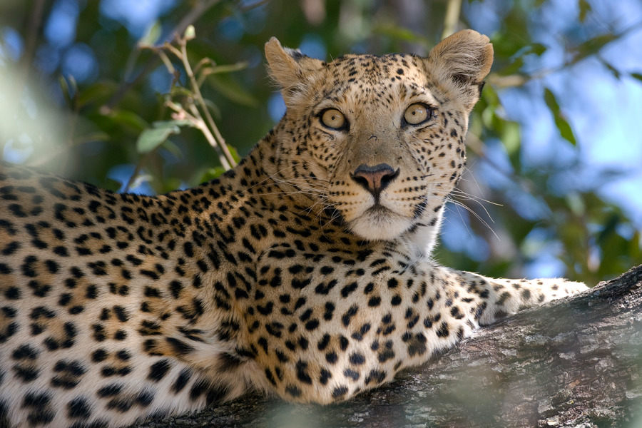#SavingTheEndangered: Rising Leopard Killings Concern Valley