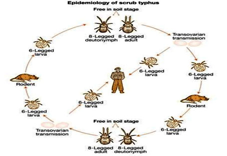 Scrub Typhus Nepal