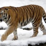 Nepal Tiger Poaching
