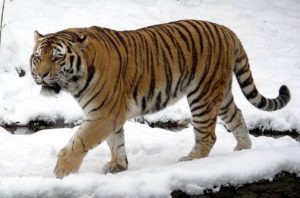 Nepal Research Centre Uses Comprehensive Database to Crackdown Tiger Poaching