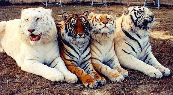 Nepal Tigers