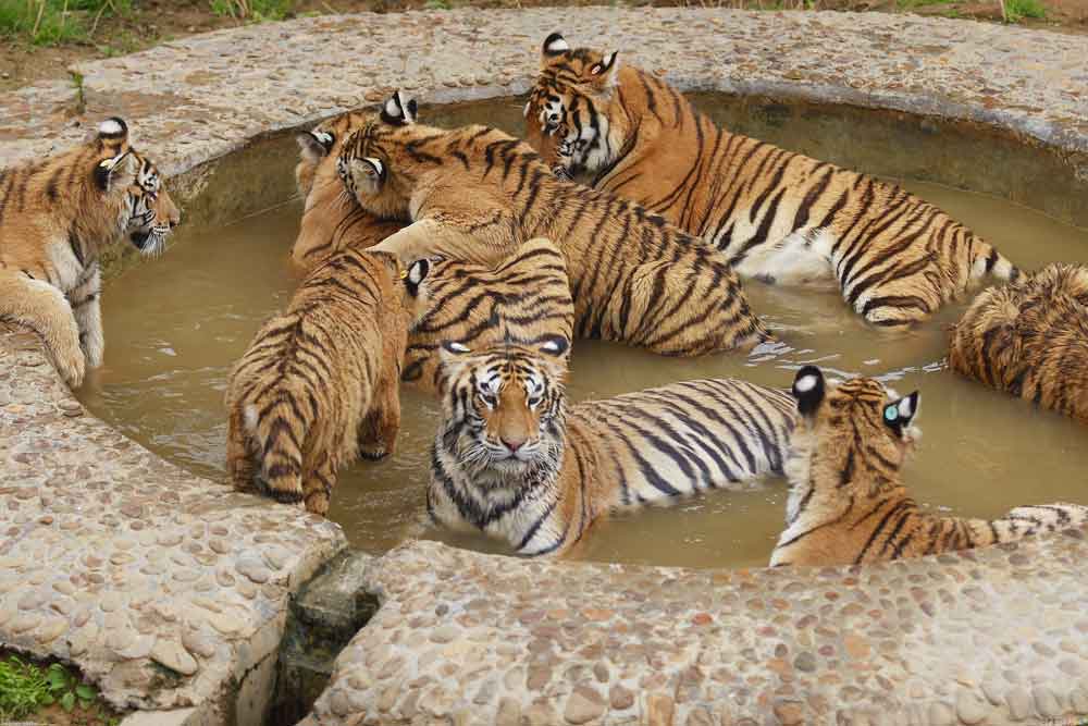 Parsa National Park Tigers