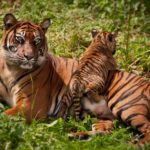 Tiger Population in Nepal