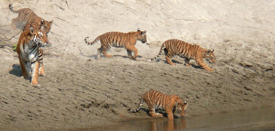 Tigers in Nepal