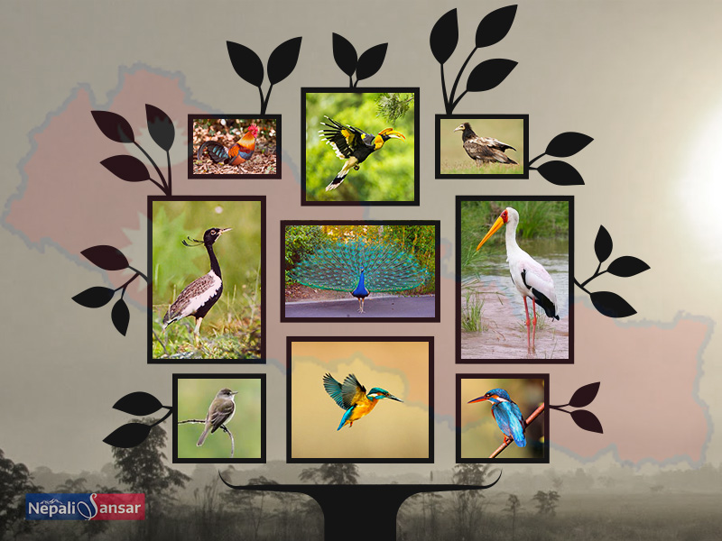 Nepal Chitwan National Park Birds