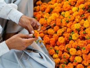 Nepal’s Tihar Calls for Rs 110 Million Worth Flower Imports