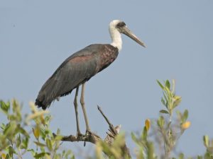 New Rare, Endangered Bird Species Found in Nepal