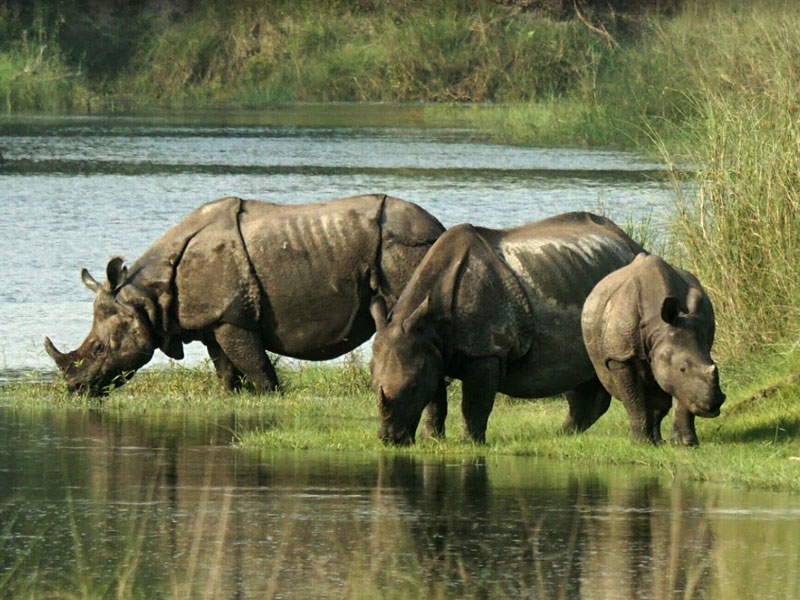 Rhinos Nepal