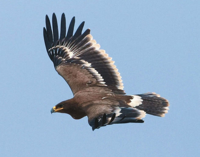 Nepal Rare Birds Steppe Eagle