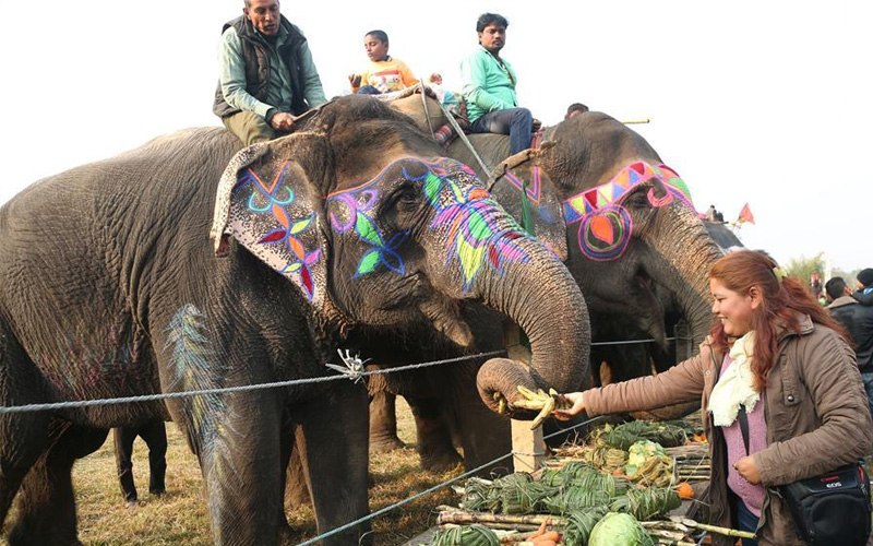 2018 Nepal Elephant Festival