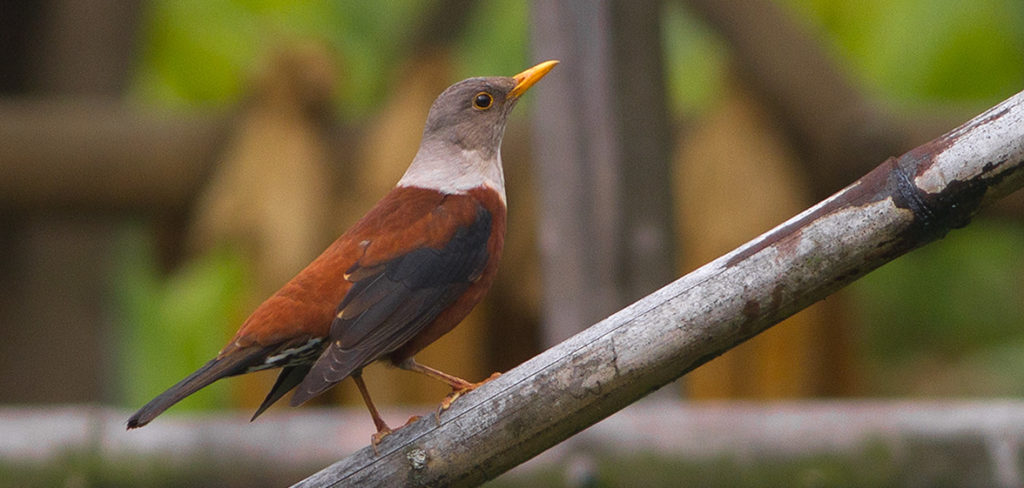 Bird in Khangchendzonga