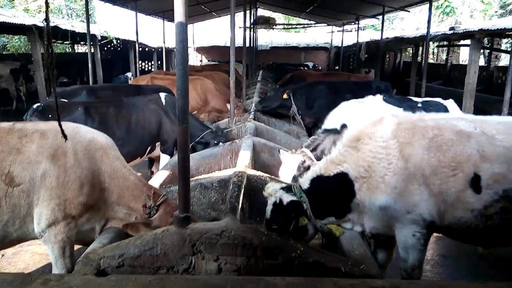 Dairy Business Nepal