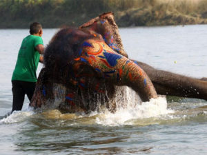 Nepal’s Renowned ‘Elephant Festival 2018’ Begins