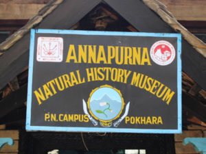 Annapurna Butterfly Museum Stands Out with Unique Collection