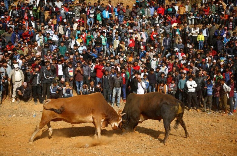 Bullfight in Nepal