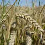 Nepal New Record in Wheat Harvest