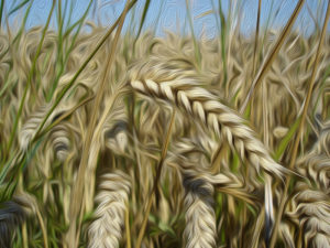 FY 2018-19: Nepal Sets New Record in Wheat Harvest