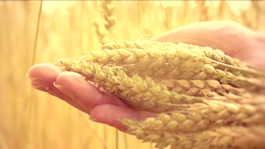 Nepal Wheat Production