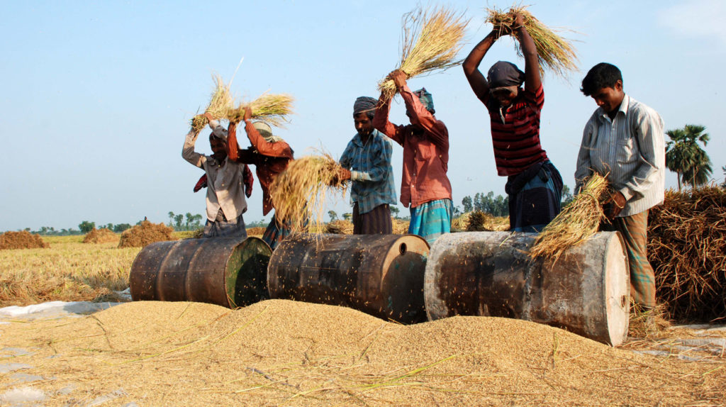 Nepals Paddy Harvest
