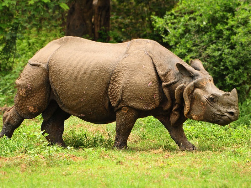Nepal’s CNP Records 41 Rhino Deaths in Nine Months