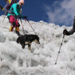 Stray Dog Mera Crossed 7000mt on Himalaya