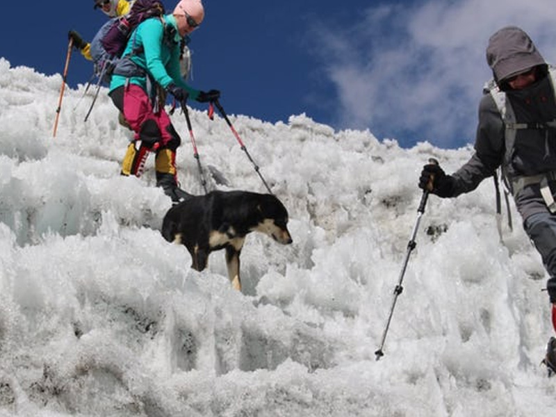 Stray Dog ‘Mera’ Makes History with 7000-mt Himalayan Summit!