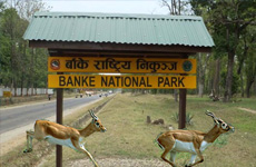 https://www.nepalisansar.com/wp-content/uploads/2019/04/Banke-national-park.jpg