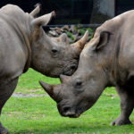 Chitwan National Park Rhinos