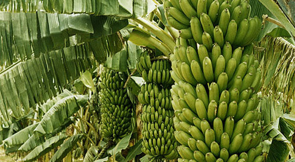 Banana Farming Nepal