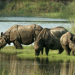 Chitwan National Park Rhinoceros