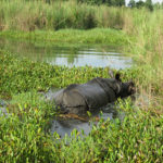 CNP Records One Rhino Death in Every Eight Days