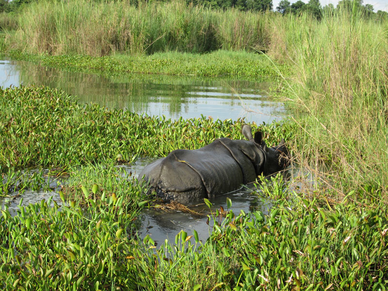 CNP Records One Rhino Death in Every Eight Days