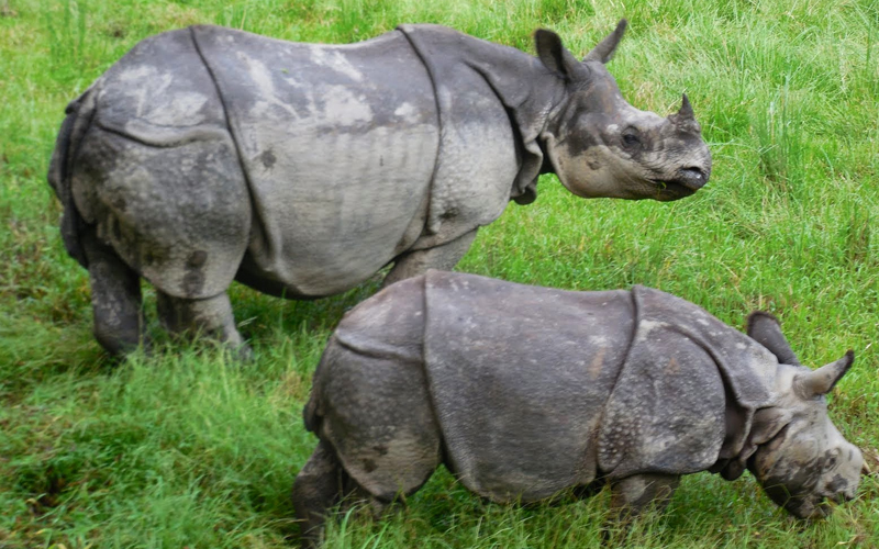 Nepals Rhino