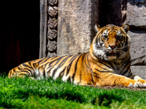 International Tiger Day 2019: Nepal Ahead of World Countries in Tiger Population