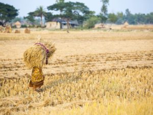 Nepal Stocks ‘92000 Tons of Rice’ to Address COVID-19 Crisis