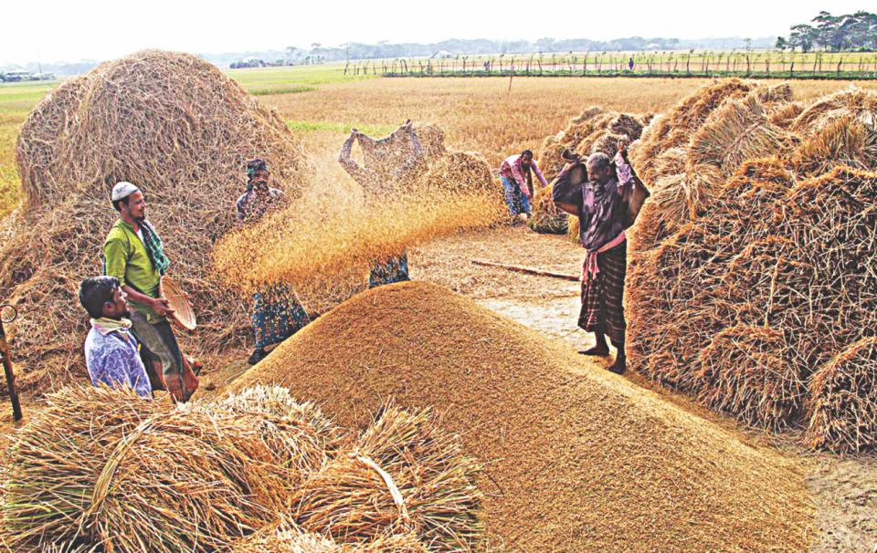 Nepals Paddy Production