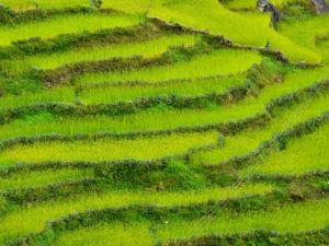 Green Fields In Nepal