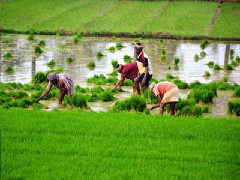 Nepal Completes Paddy Transplantation on 92% Paddy Acreage!