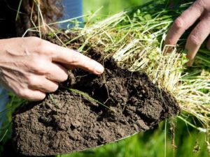 Soil Conservation Day 2019: Govt Calls for Effective Plantation